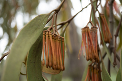 Amyema pendula pendula