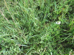 Astragalus austrosibiricus