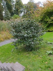 Viburnum carlcephalum