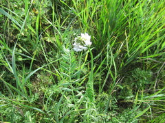 Astragalus austrosibiricus