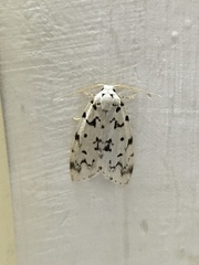 Aemene taprobanis