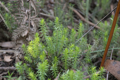 Acrotriche serrulata