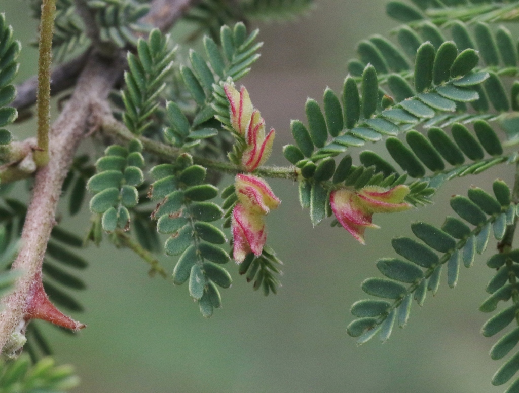 Hemiasphondylia