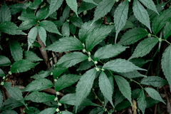 Elatostema cyrtandrifolium