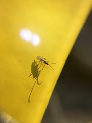 Braconidae