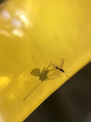 Braconidae