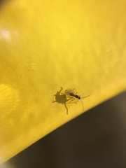 Braconidae