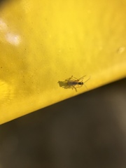 Braconidae