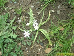 Ornithogalum prasinantherum