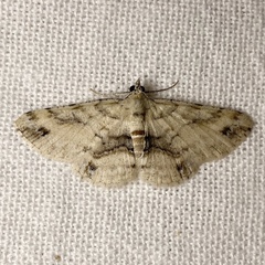 Scioglyptis lithenopa