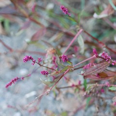 Persicaria tinctoria