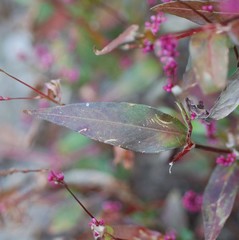 Persicaria tinctoria