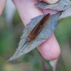 Hydatophylax formosus