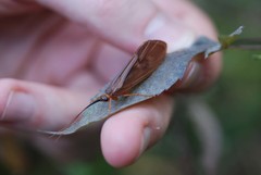Hydatophylax formosus