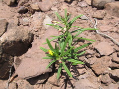 Talinum polygaloides