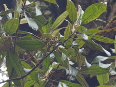 Astronia spectabilis