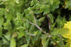 Podosphaera euphorbiae