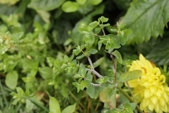 Podosphaera euphorbiae