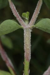 Podosphaera euphorbiae