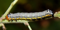 Pyrrhia exprimens