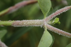 Podosphaera euphorbiae