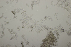 Podosphaera euphorbiae