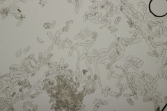 Podosphaera euphorbiae