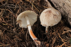 Leucoagaricus badhamii