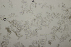 Podosphaera euphorbiae