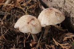 Leucoagaricus badhamii