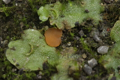 Octosporopsis nicolai