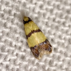 Heteroteucha translatella