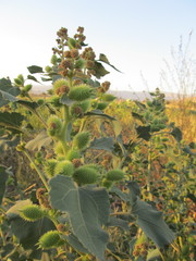 Xanthium cavanillesii