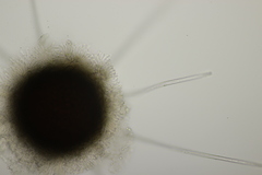 Phyllactinia betulae