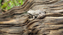 Hyla wrightorum