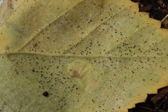 Phyllactinia betulae