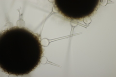 Phyllactinia betulae