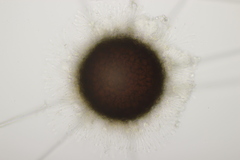 Phyllactinia betulae