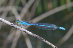 Paracercion v-nigrum