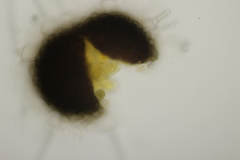 Phyllactinia betulae