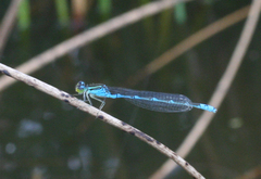 Paracercion v-nigrum