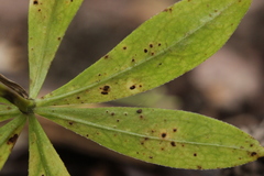 Puccinia punctata
