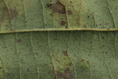 Erysiphe penicillata