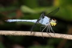 Chalcostephia flavifrons