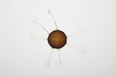 Erysiphe penicillata