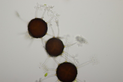 Erysiphe penicillata