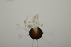 Erysiphe penicillata