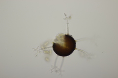 Erysiphe penicillata
