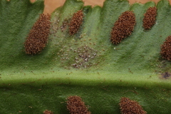 Milesia scolopendrii