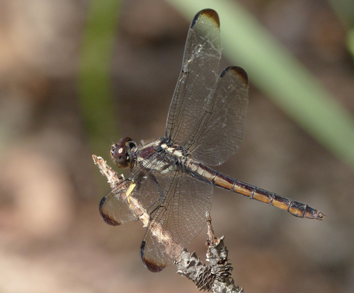 Slaty Skimmer, photo 2 of 10